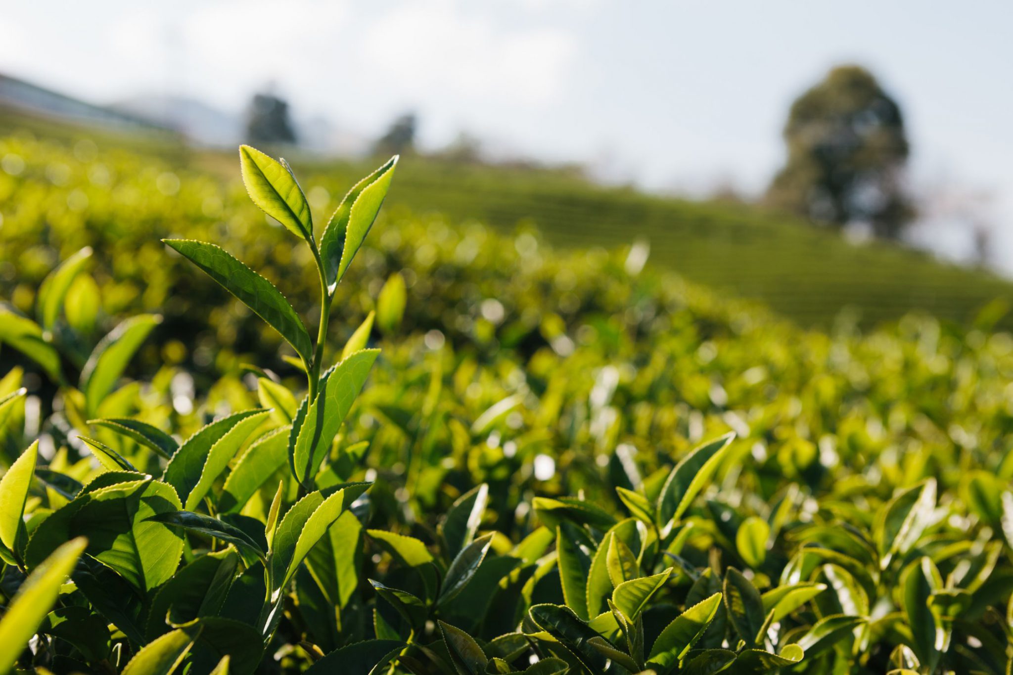Trà có thể được chế biến từ rất nhiều loại cây, nhưng phổ biến hơn nữa là trà mạn làm từ cây chè tươi