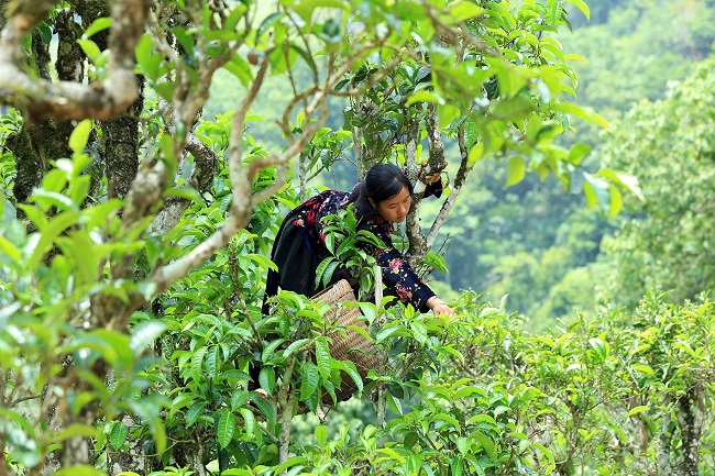 Để thu hái Chè Tà Xùa thì người dân phải trèo lên những canh cây cao