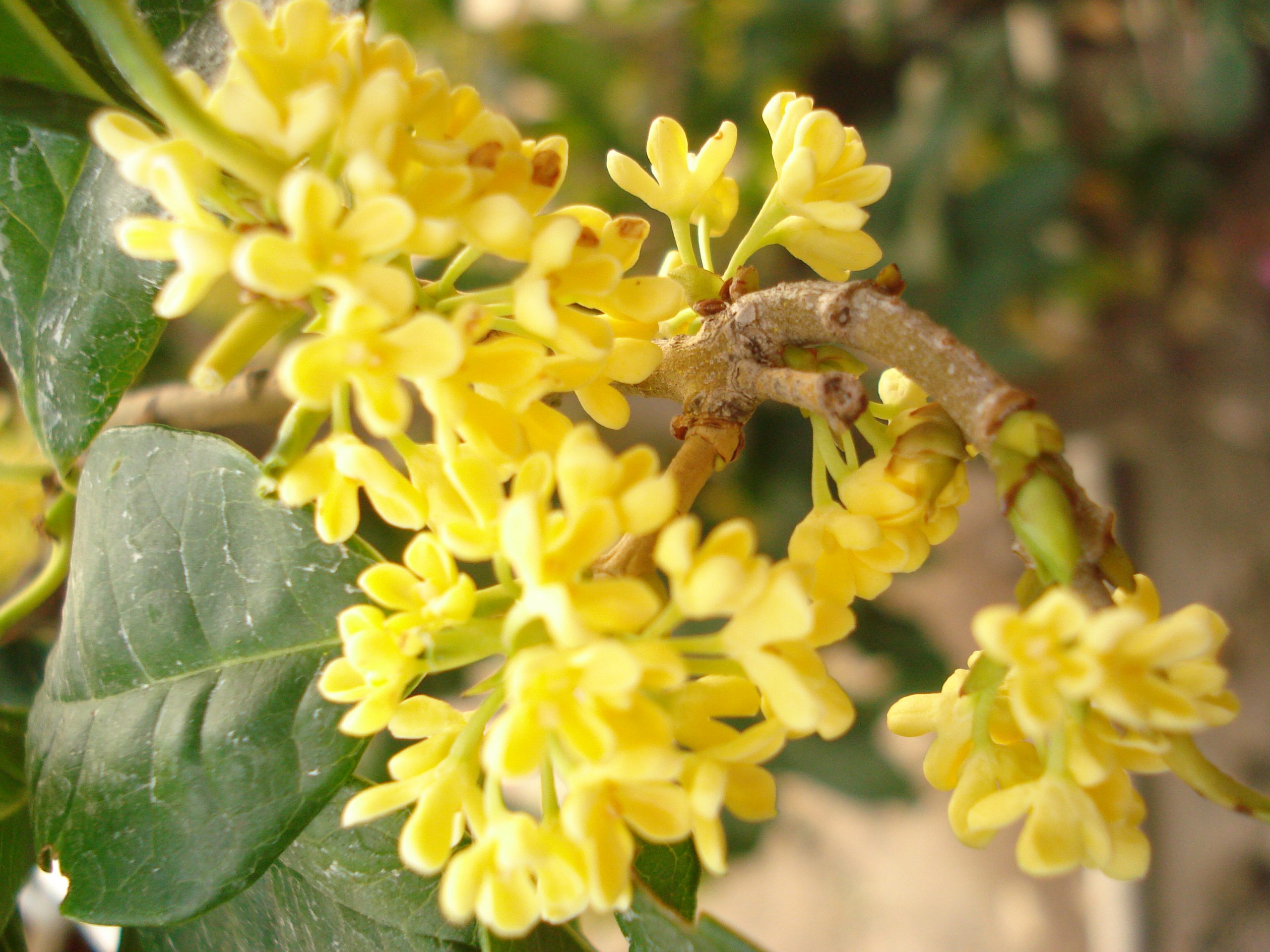 Hoa mộc vô cùng phổ biến ở châu á với nhiều hình thái khác nhau, ở Việt Nam hoa mộc vàng là điển hình nhất