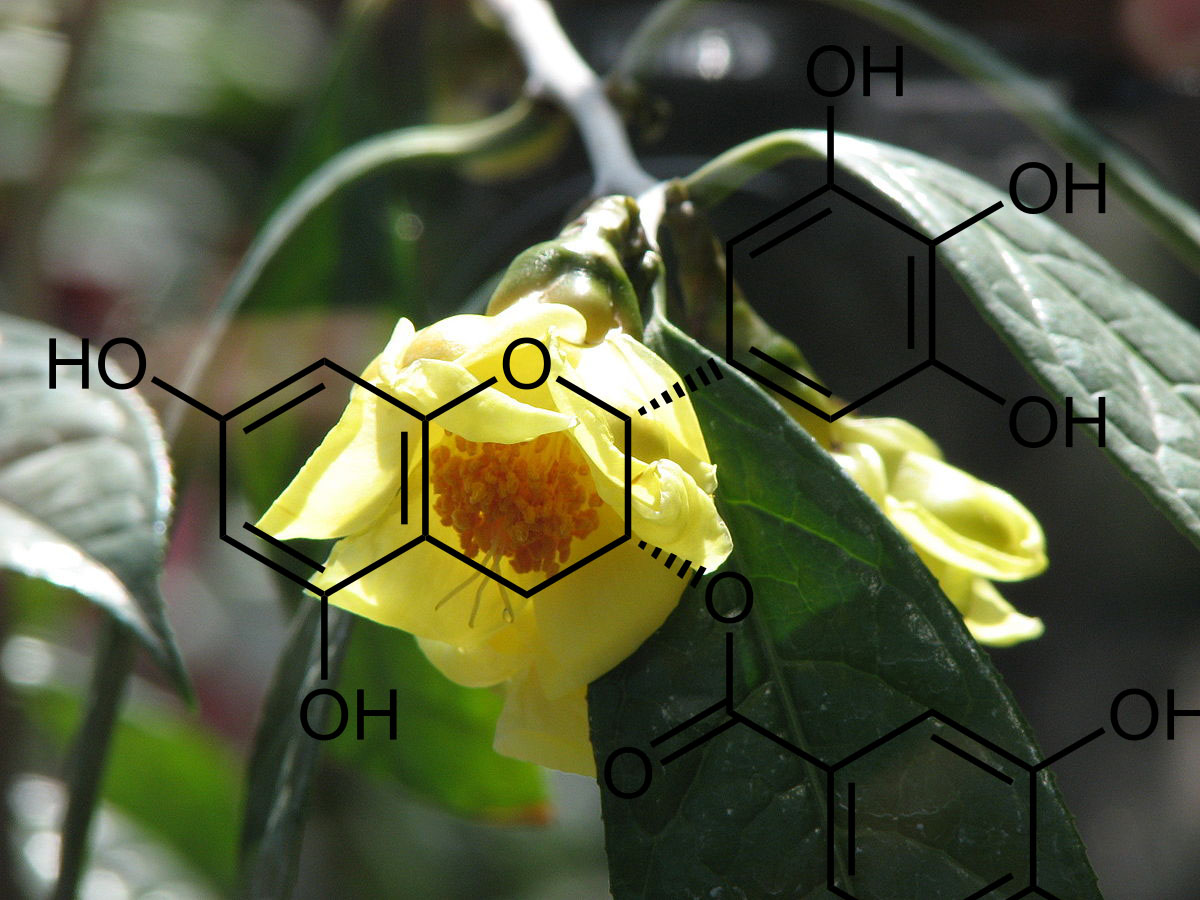 Trong trà hoa vàng có chưa một lượng lớn các hợp chất chồng oxy hóa