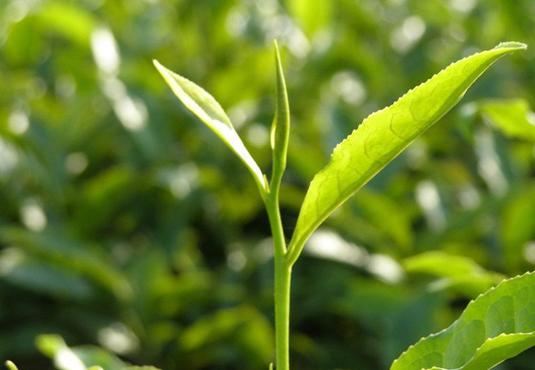 Cây trà được trồng từ rất lâu tại Thái Nguyên