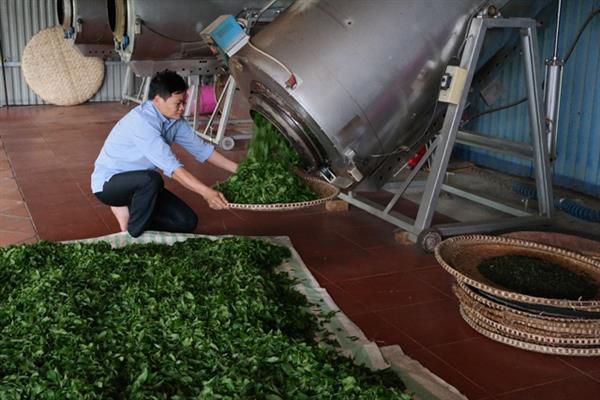Quá trình xao trà trong Quy trình sản xuất chè Thái Nguyên